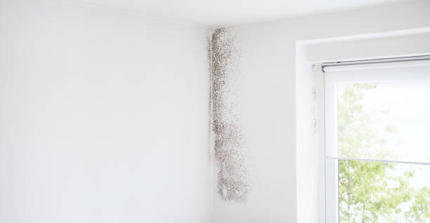 Reliable Belville, NC Mold Removal Solutions
