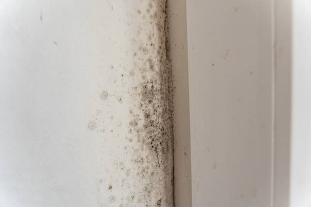 Mold Remediation for Rental Properties in Belville, NC